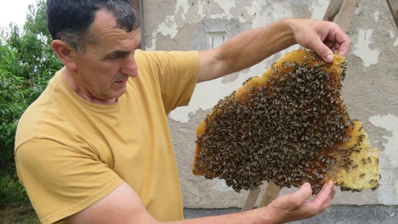 Pčelar Marko Stanić premjestio je pčele u kasičnu košnicu.