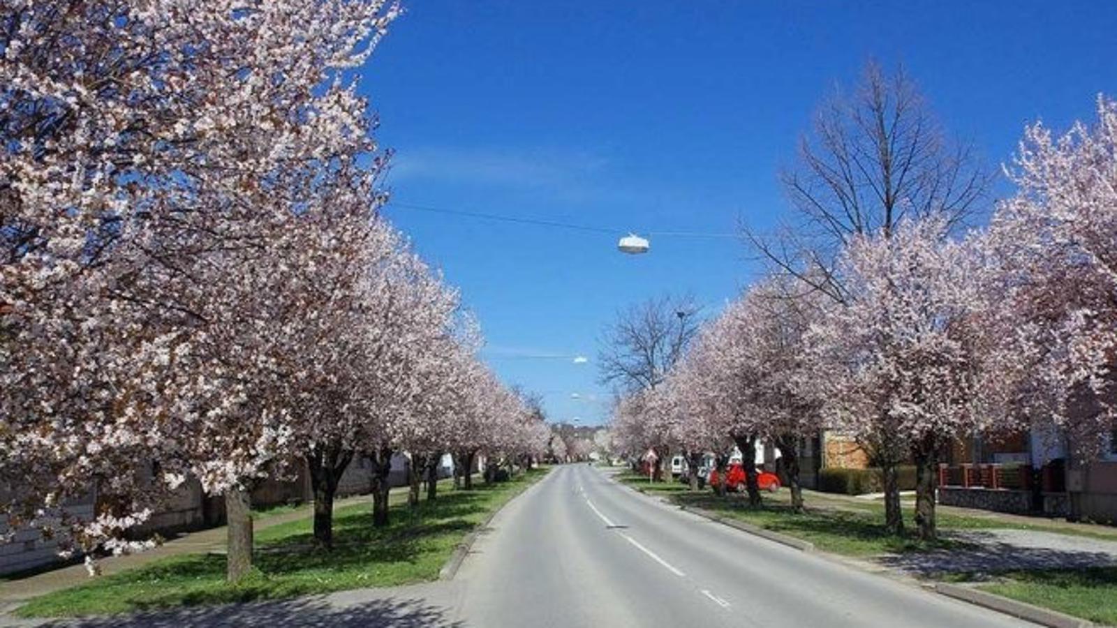 Zagrebačka ulica u Slavonskom Brodu, jedna od najljepših gradskih ulica tijekom proljeća