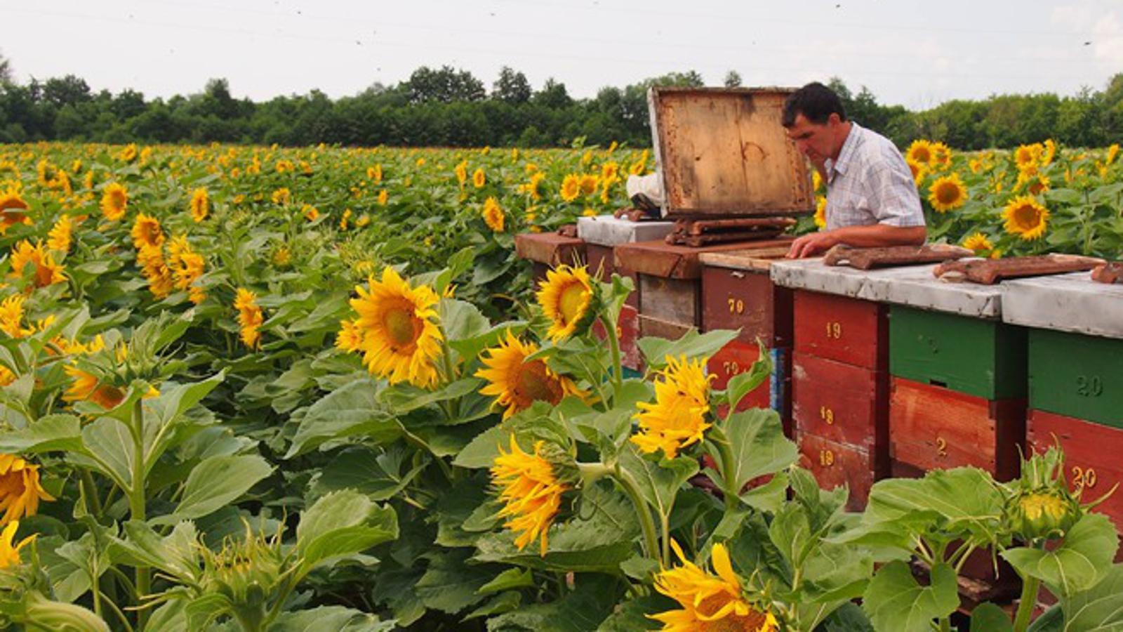 Marko Stanić sa pčelama u polju suncokreta u Medarima