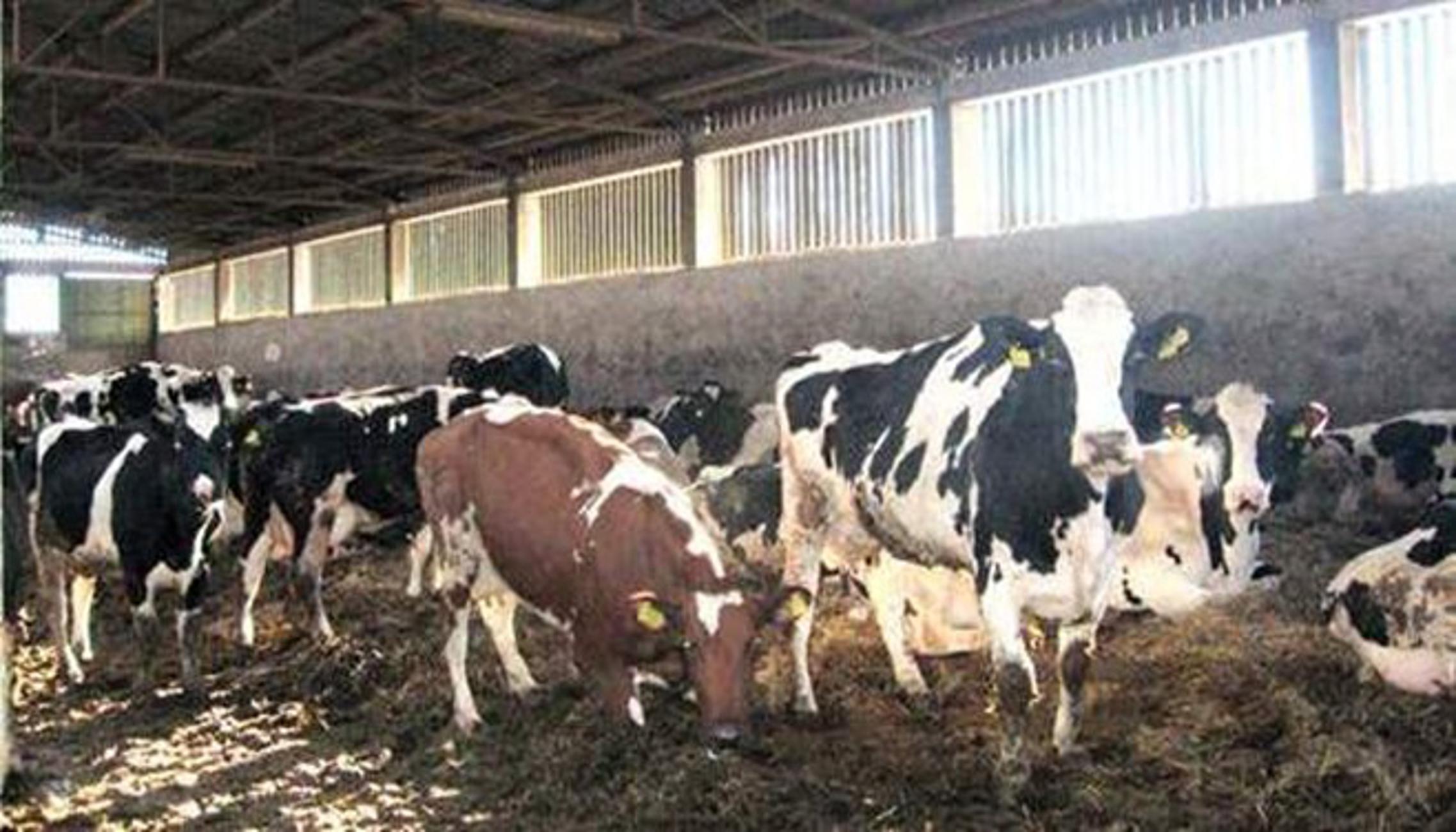 Farma muznih krava Lipa iz Banovaca u vlasništvu Josipa Boića 