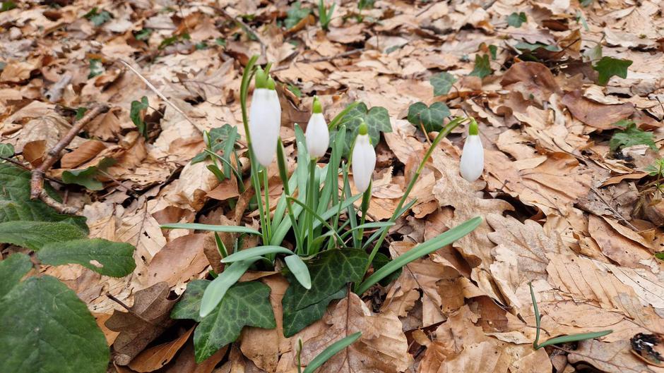  | Author: PD Dilj gora