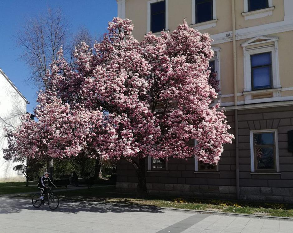  | Author: Jozo Kovačević / FB