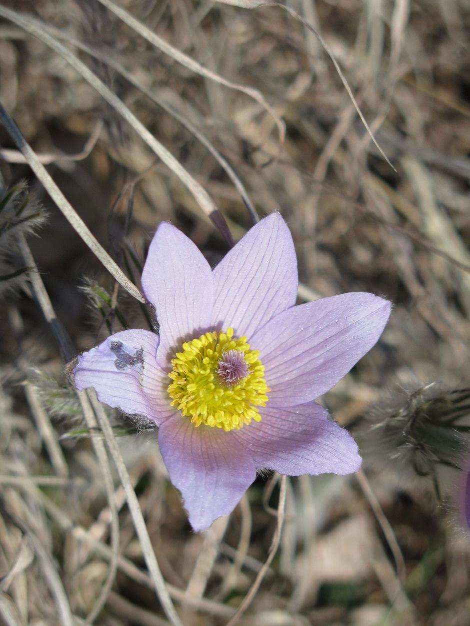  | Author: PD Dilj gora