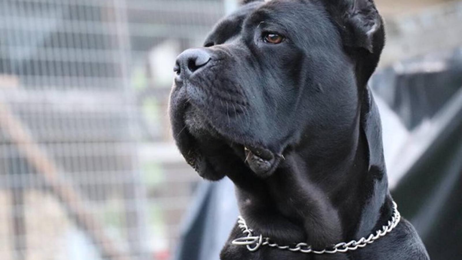 Pas pasmine Cane Corso