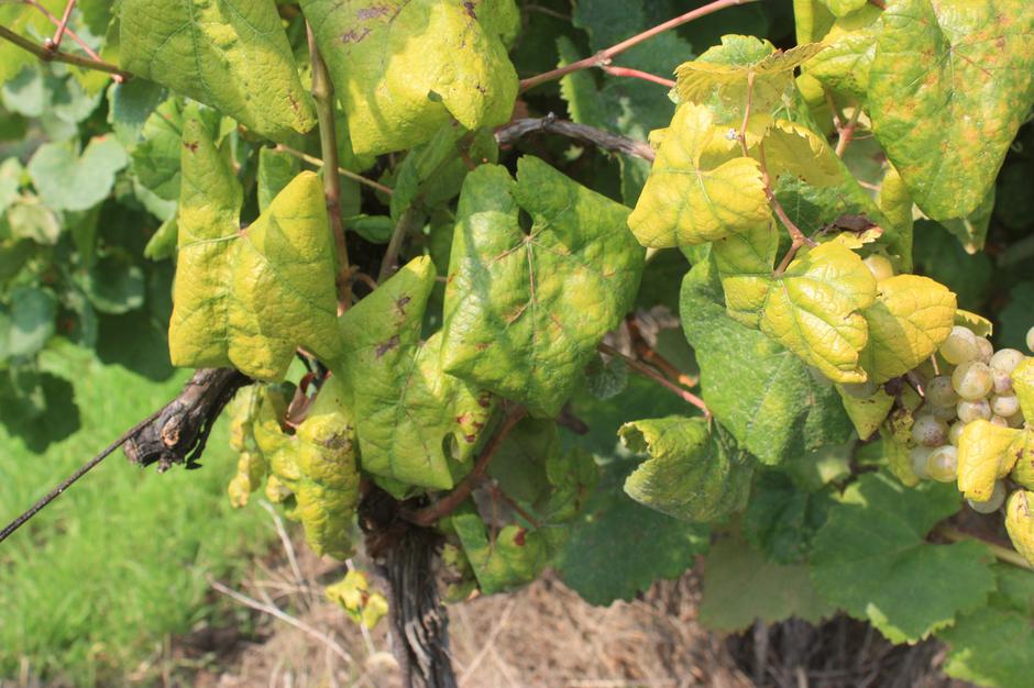  | Author: Gospodarski List