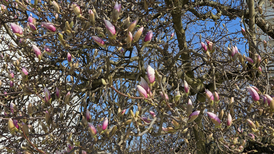  | Author: Željka Gavranović / PlusPortal