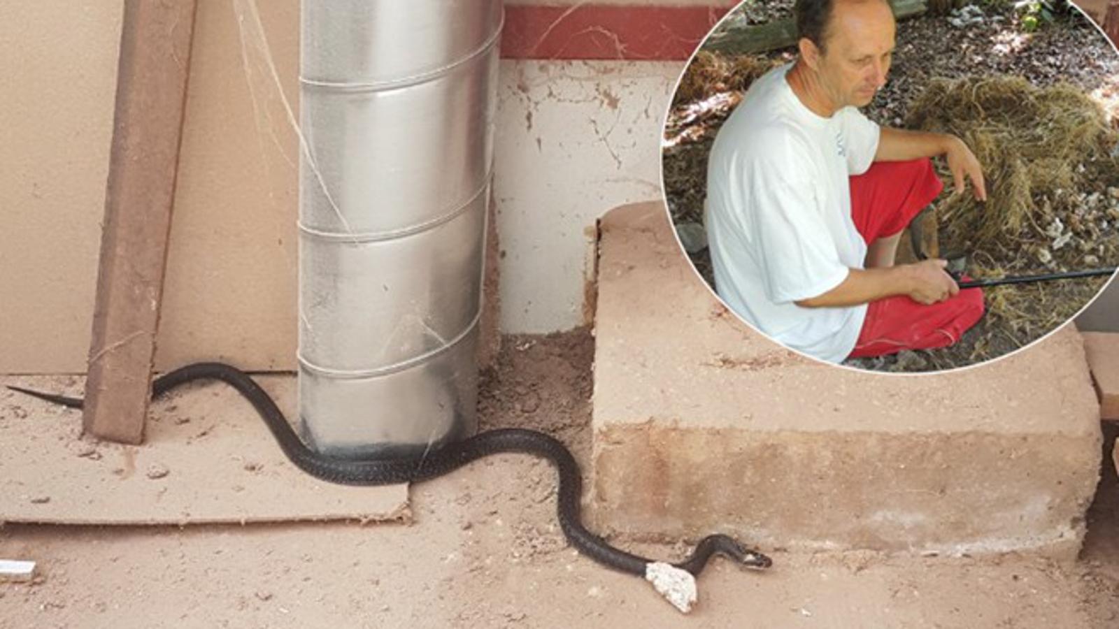 Zmija koju je Darko savladao u Gornjoj Vrbi (u krugu: Darko Karamazan)