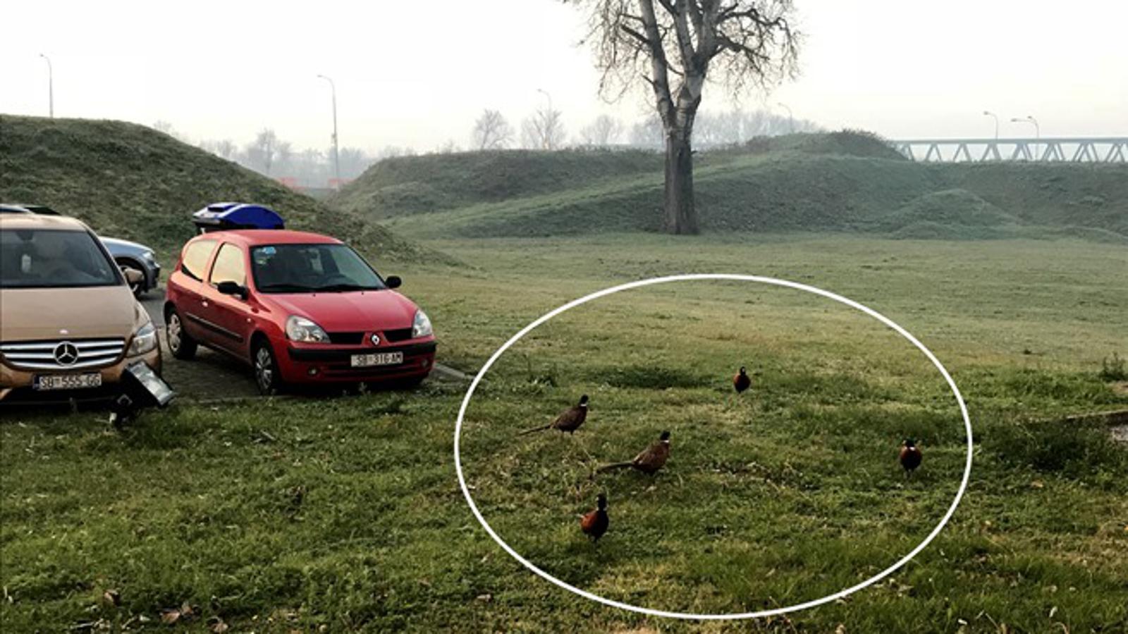Fazani u slavonskobrodskoj Tvrđavi