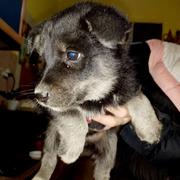 Akcija spašavanja psića u Tvrđavi