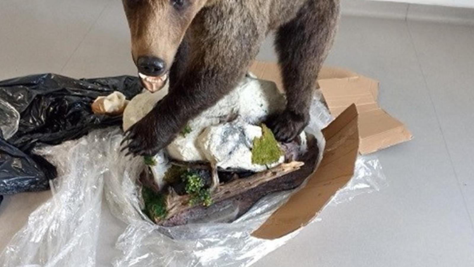 Zaplijenjeni preparirani smeđi medvjed