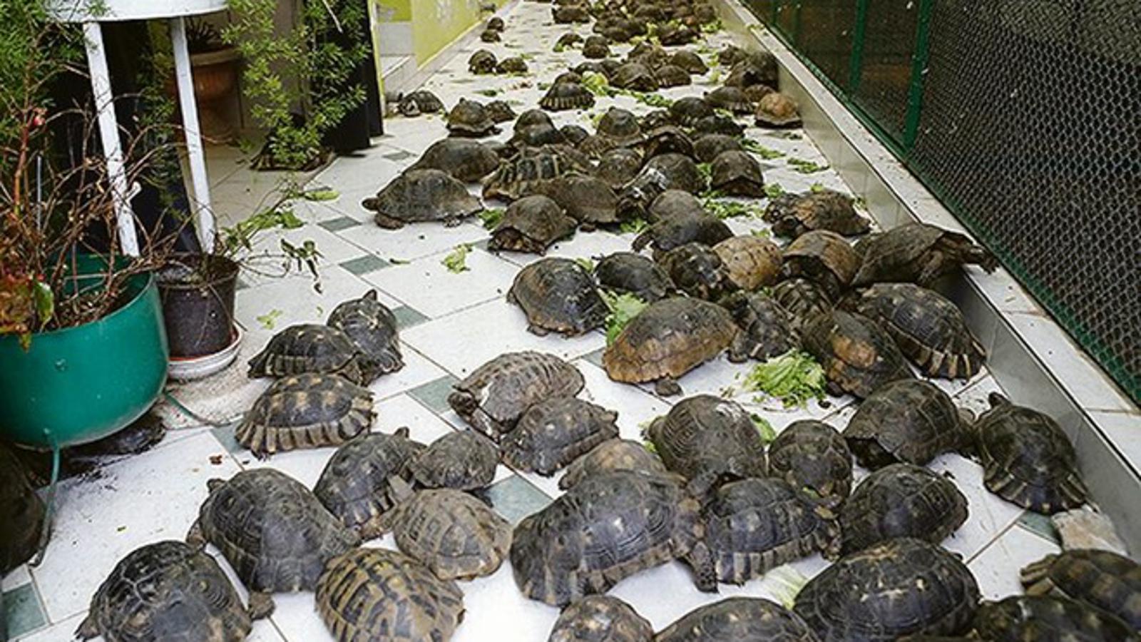 Većinom je riječ o mediteranskim kornjačama koje u ovo doba godine odlaze na zimski san