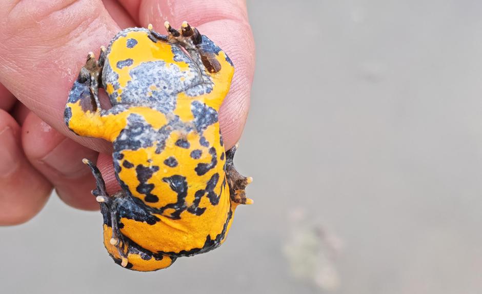  | Author: PD Dilj gora