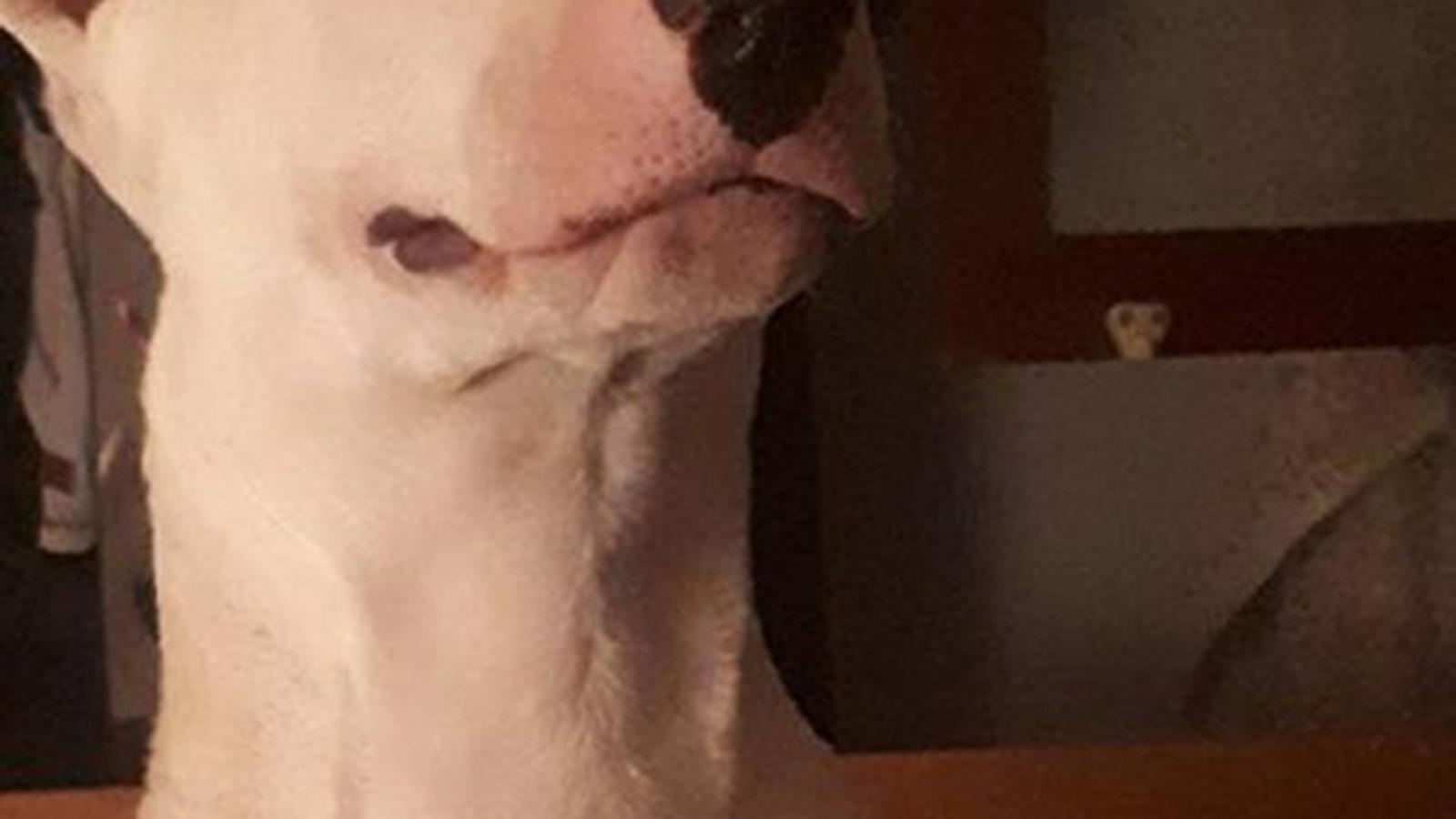Kujica Alka koju je sjekirom usmrtio nasilni susjed