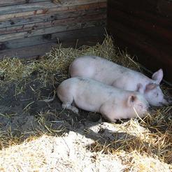 Zaražene svinje iznenada ugibaju, bez puno kliničkih znakova bolesti