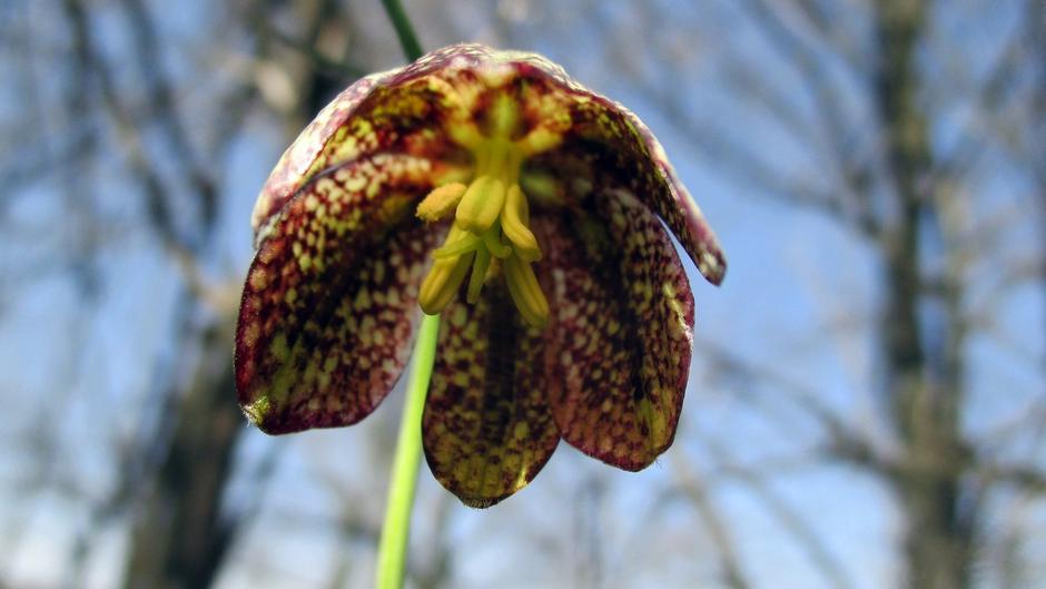  | Author: PD Dilj gora