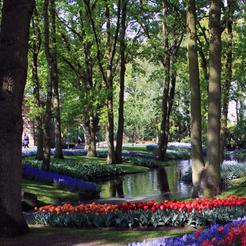 Park tulipana Keukenhof, Nizozemska