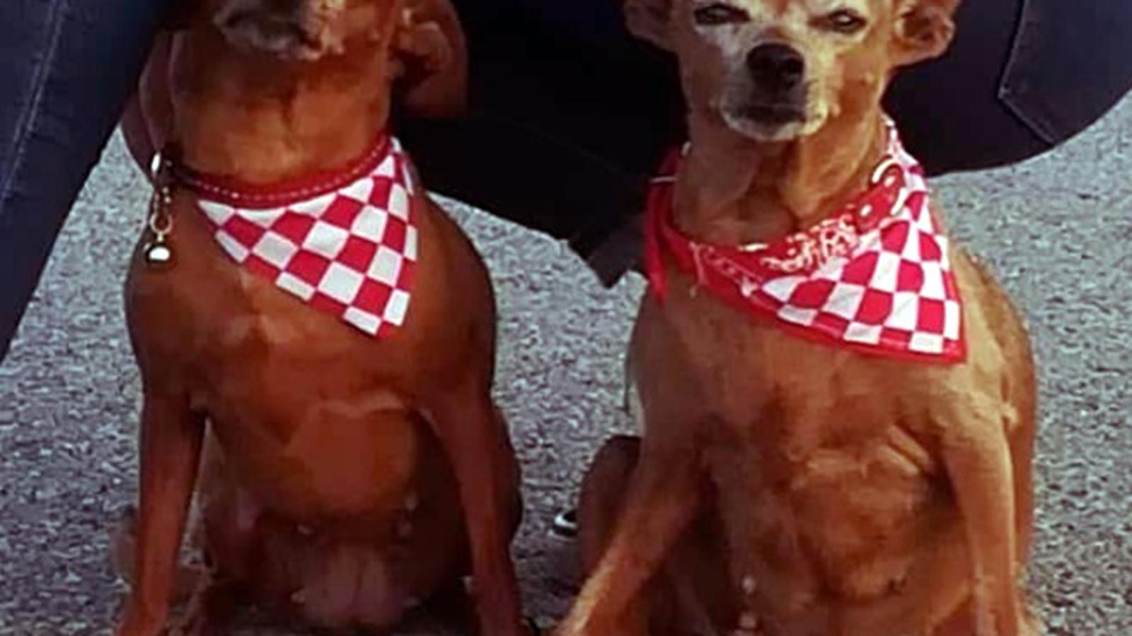 13-godišnja Lana i 8-godišnja Miša, ženke patuljastih pinčeva
