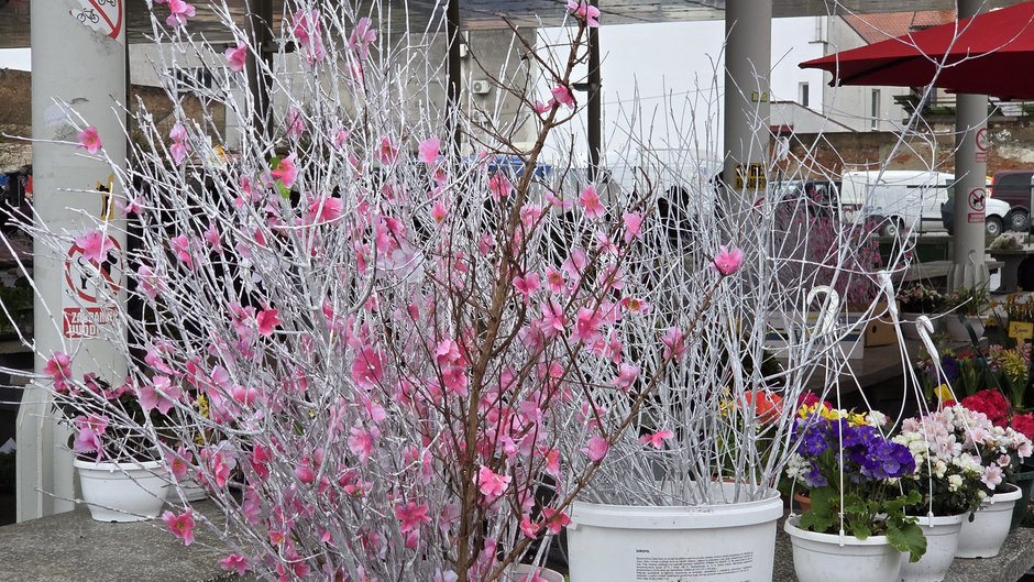  | Author: Željka Gavranović / PlusPortal