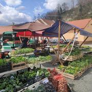 Zelena tržnica u Požegi