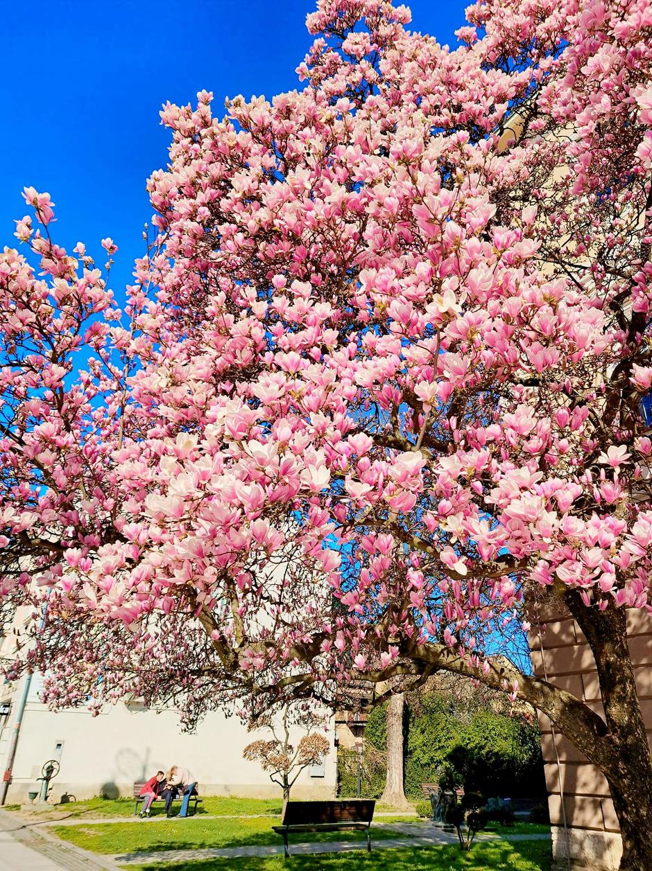 Magnolija | Author: Marica Marinić / Facebook