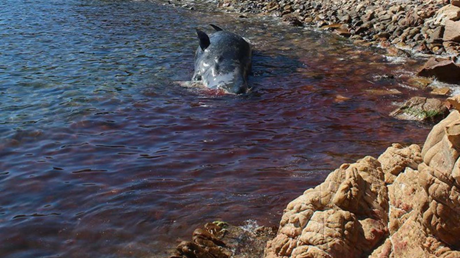U želucu kita pronađena čak 22 kilograma plastike