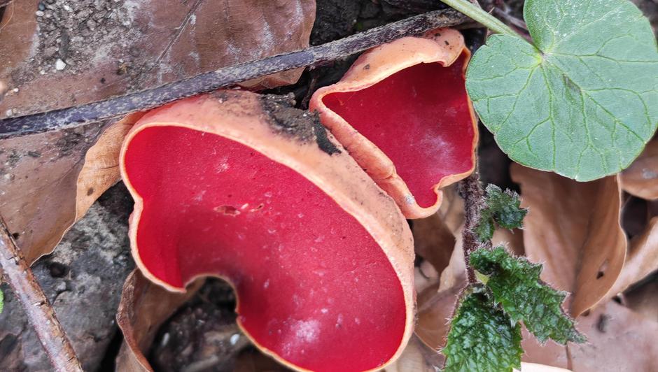  | Author: PD Dilj gora