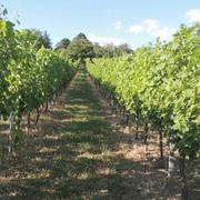Posjednici vinove loze u zaraženim su područjima obvezni suzbijati američkog cvrčka