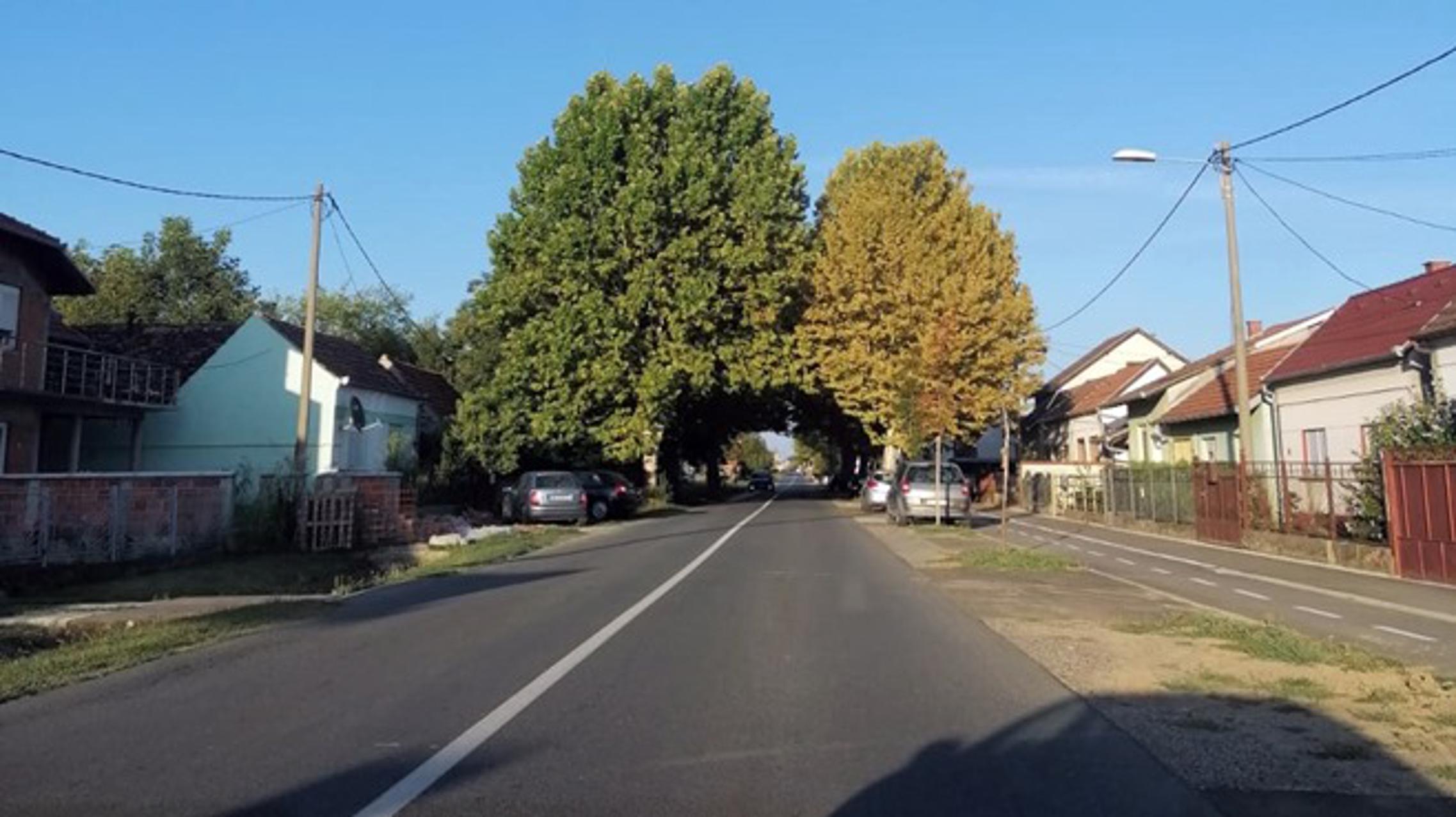 Orezane krošnje drveća čine tunel za vozila