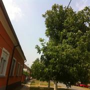 Slika 12